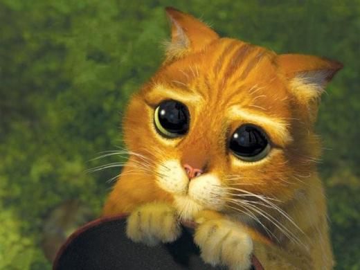 An orange cat looking up with large, pleading eyes